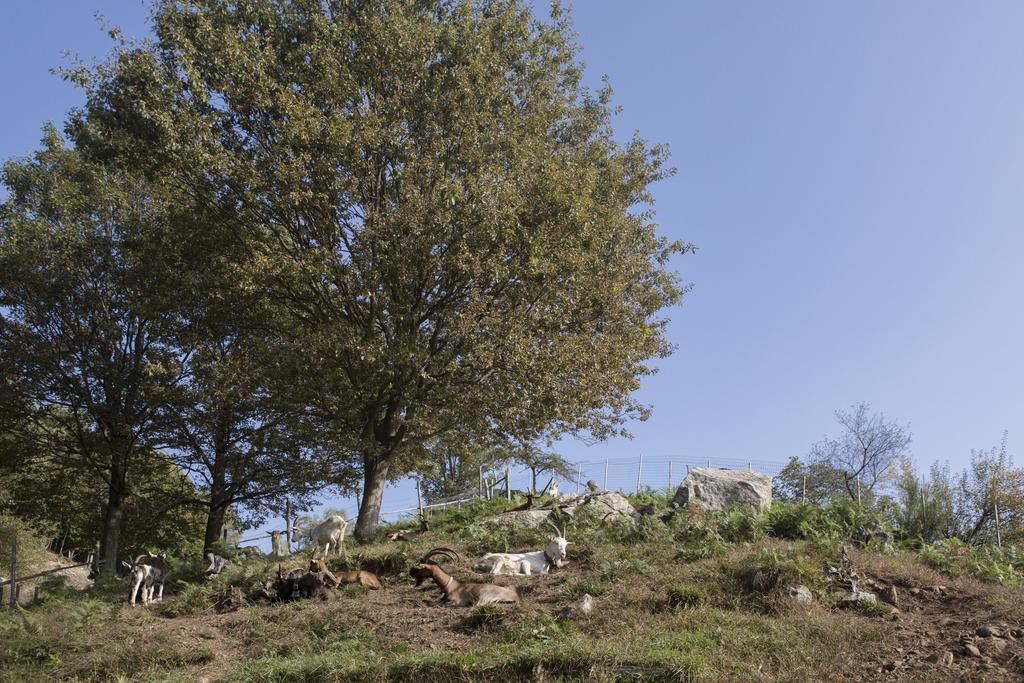 Agriturismo Da Attilio Cannobio Exterior photo